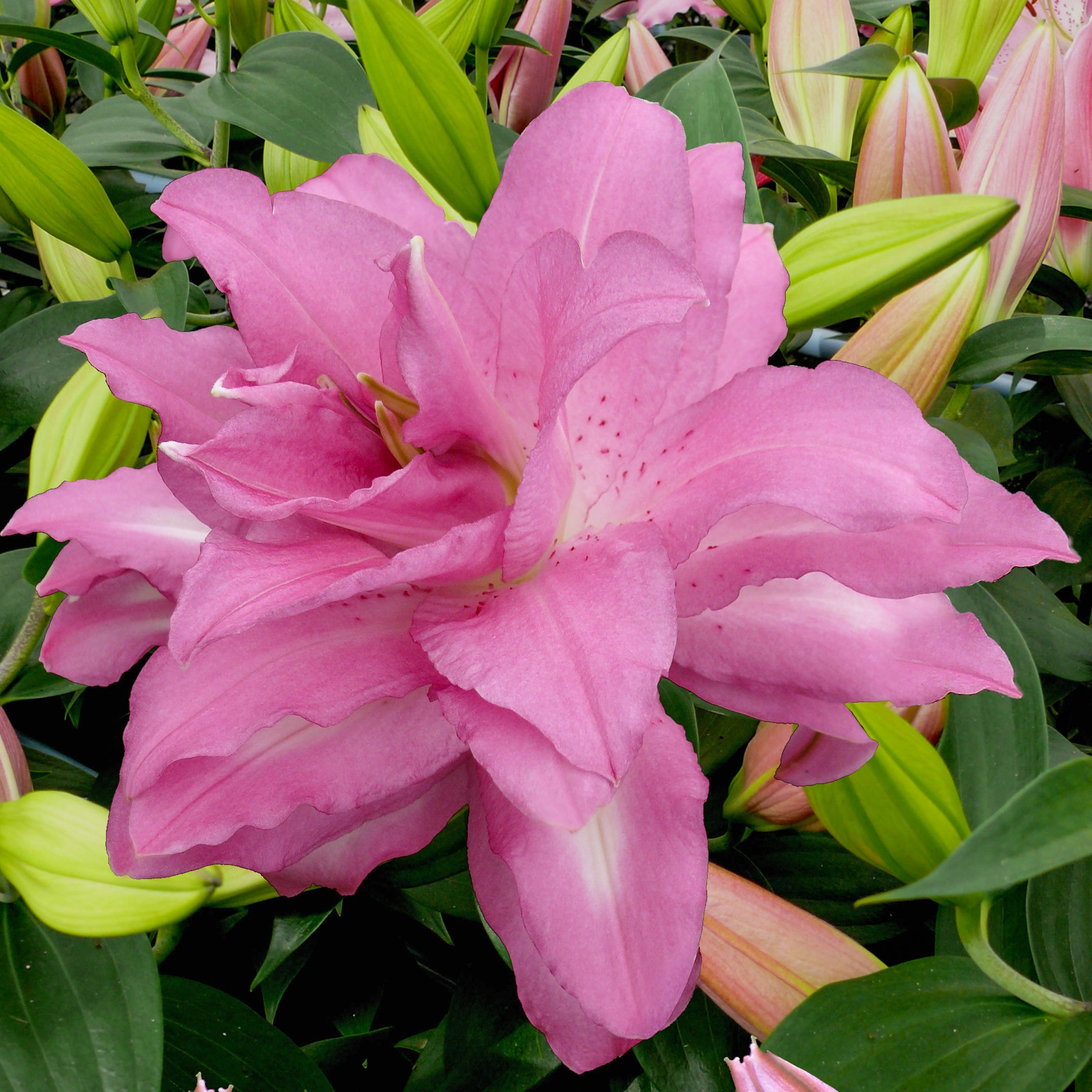 Lilja 'Lotus Dream'